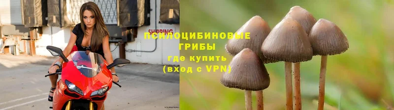 купить   Губаха  Псилоцибиновые грибы ЛСД 